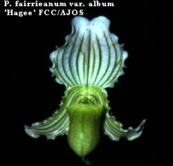 P. fairrieanum var. album 'Hagee' FCC/AJOS