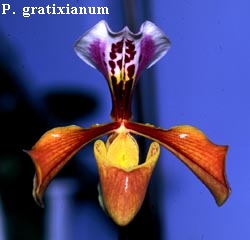 P. gratixianum