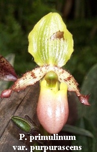 Paphiopedilum primulinum var. purpurascens