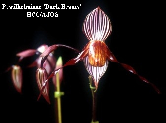 P. wilhelminae 'Dark Beauty' HCC/AJOS