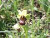 ophrys_bombiliflora_1.jpg