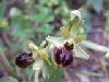 ophrys_sphegodes_1.jpg