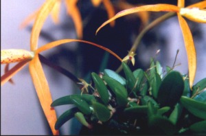 Pleurothallis serrapilabium confrontato con una Brassolaelia DiPozzi con Brio dai fiori di 10 cm