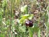 ophrys_fusca_4.jpg