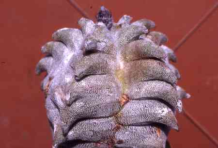 Astrophytum coahuilense kikko