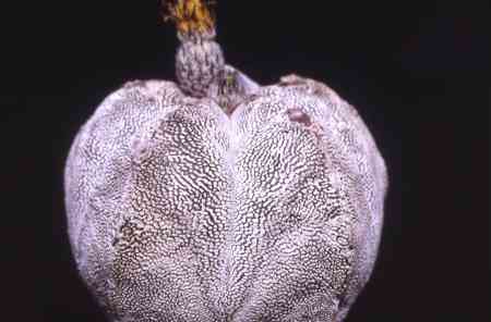 Astrophytum myriostigma X onzuka white