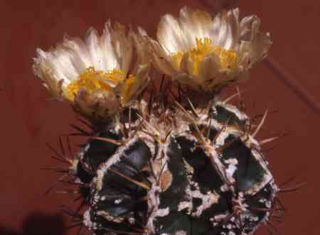 Astrophytum ornatum hannia