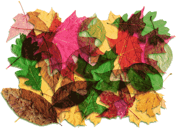 come sempre le foglie cadono d'autunno
