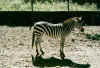 zebra.jpg (48809 byte)