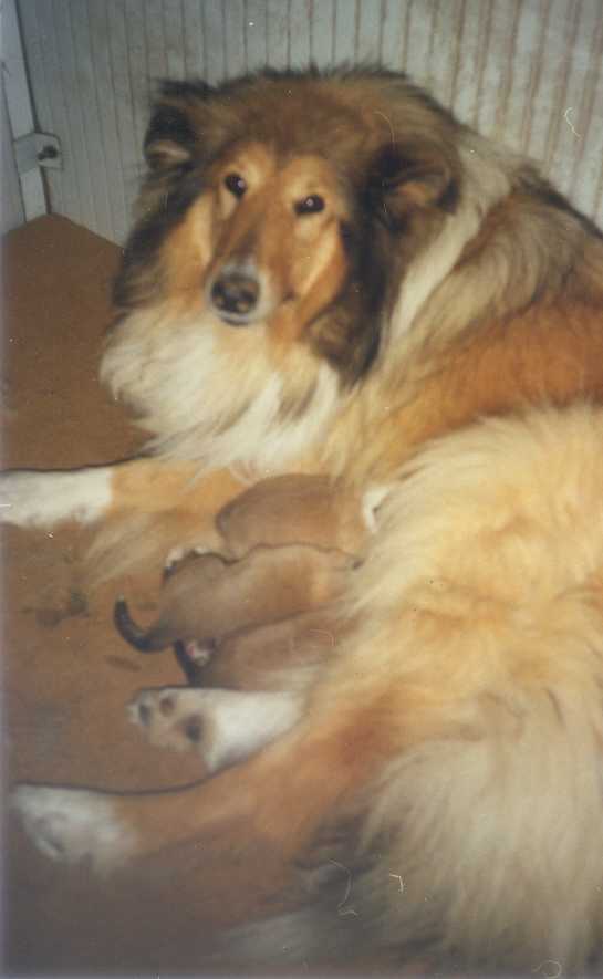 Van Glenalan Scilla e i suoi cuccioli