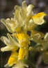 pauciflora_4.jpg (18637 byte)