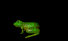 froggy2.gif (7713 byte)