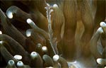 Hydroid in a sea anemone