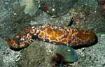 Spotted Sea Cucumber