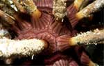 Pencil Sea Urchin - details
