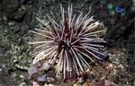 Variable Sea Urchin