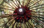 Long Spined Sea Urchin