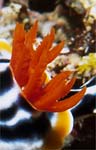 Nudibranch - Gills