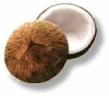 coconut.jpg (6077 byte)
